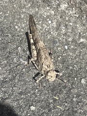 Trimerotropis occidentalis