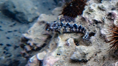 Parablennius tentacularis