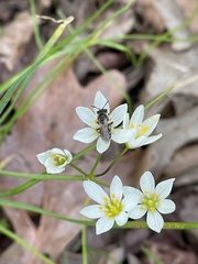 Colletes inaequalis