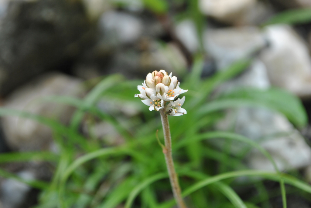 Aletris capitata