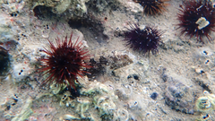 Parablennius tentacularis