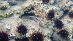 Parablennius tentacularis