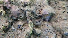 Parablennius tentacularis