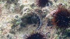 Parablennius tentacularis