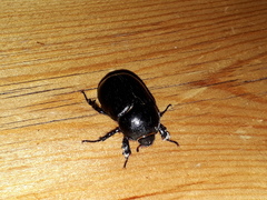 Pentodon bidens punctatus