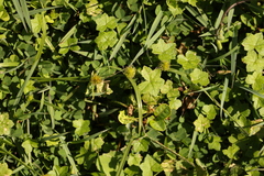 Hydrocotyle acutiloba