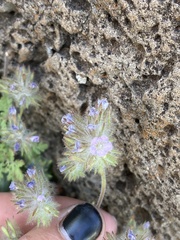 Phacelia cryptantha