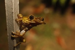 Triprion spatulatus
