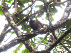 Pseudocolaptes boissonneautii