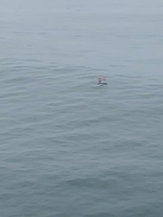 Pelecanus occidentalis