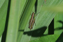 Scotussa impudica