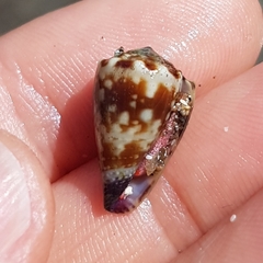Conus nux