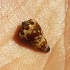 Conus nux