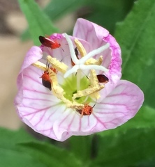 Rhinocapsus