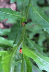 Rhinocapsus