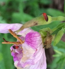 Rhinocapsus