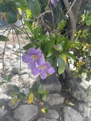 Bignonia