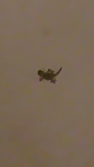 Tarentola mauritanica