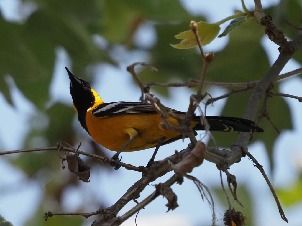 Hooded Oriole From 275 Arlington Dr Pasadena CA 91105 USA On April   Large 