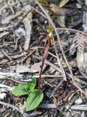 Chiloglottis reflexa