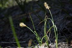 Carex filifolia