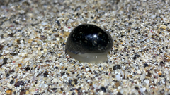 Nerita polita