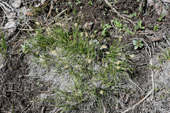 Carex filifolia