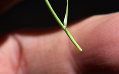 Carex filifolia