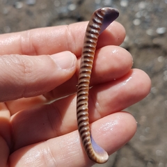 Macrocypraea cervinetta