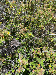 Stylosanthes viscosa