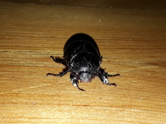 Pentodon bidens punctatus