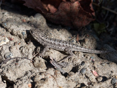 Liolaemus wiegmannii