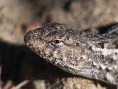 Liolaemus wiegmannii