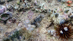 Parablennius tentacularis