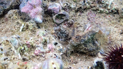 Parablennius tentacularis