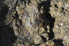 Ambrysus