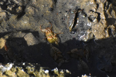 Ambrysus