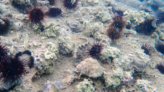 Parablennius tentacularis