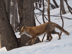 Vulpes vulpes schrencki