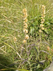 Pterocaulon virgatum