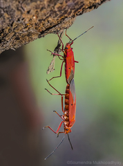 Dysdercus evanescens