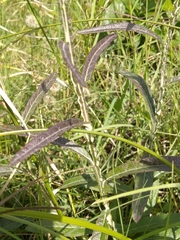 Pterocaulon virgatum