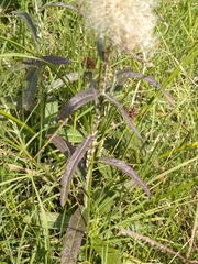 Pterocaulon virgatum