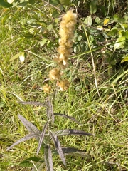 Pterocaulon virgatum