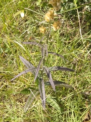 Pterocaulon virgatum