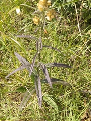 Pterocaulon virgatum