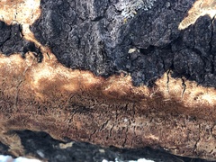 Antrodia multiformis