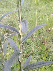 Pterocaulon virgatum