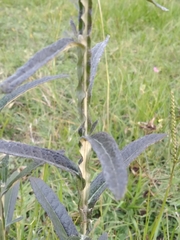 Pterocaulon virgatum