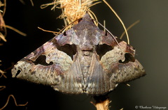 Avatha bubo